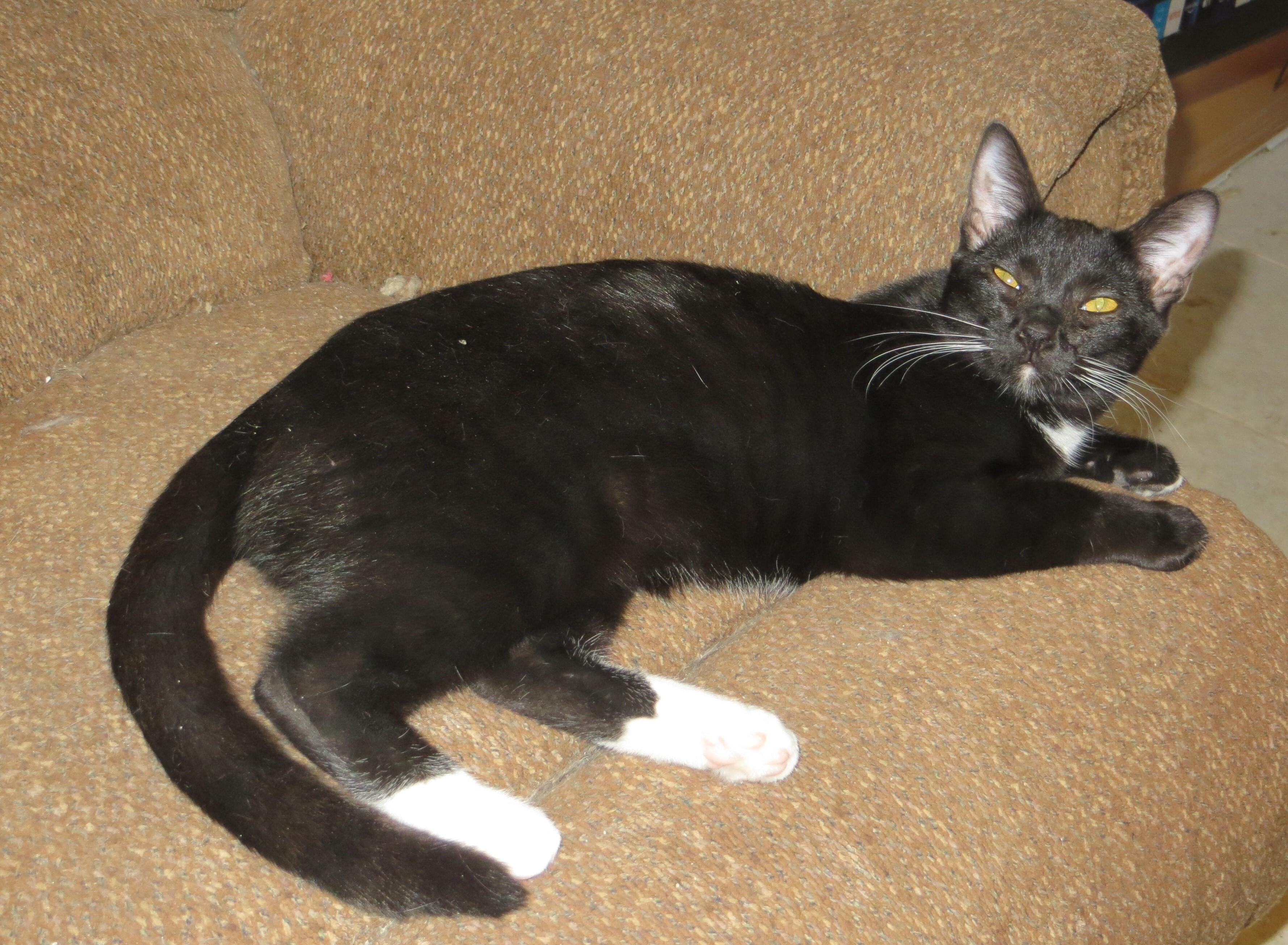 Enlarge KATNISS, a Adoptable American Shorthair in Cottonwood, CA image 2/4