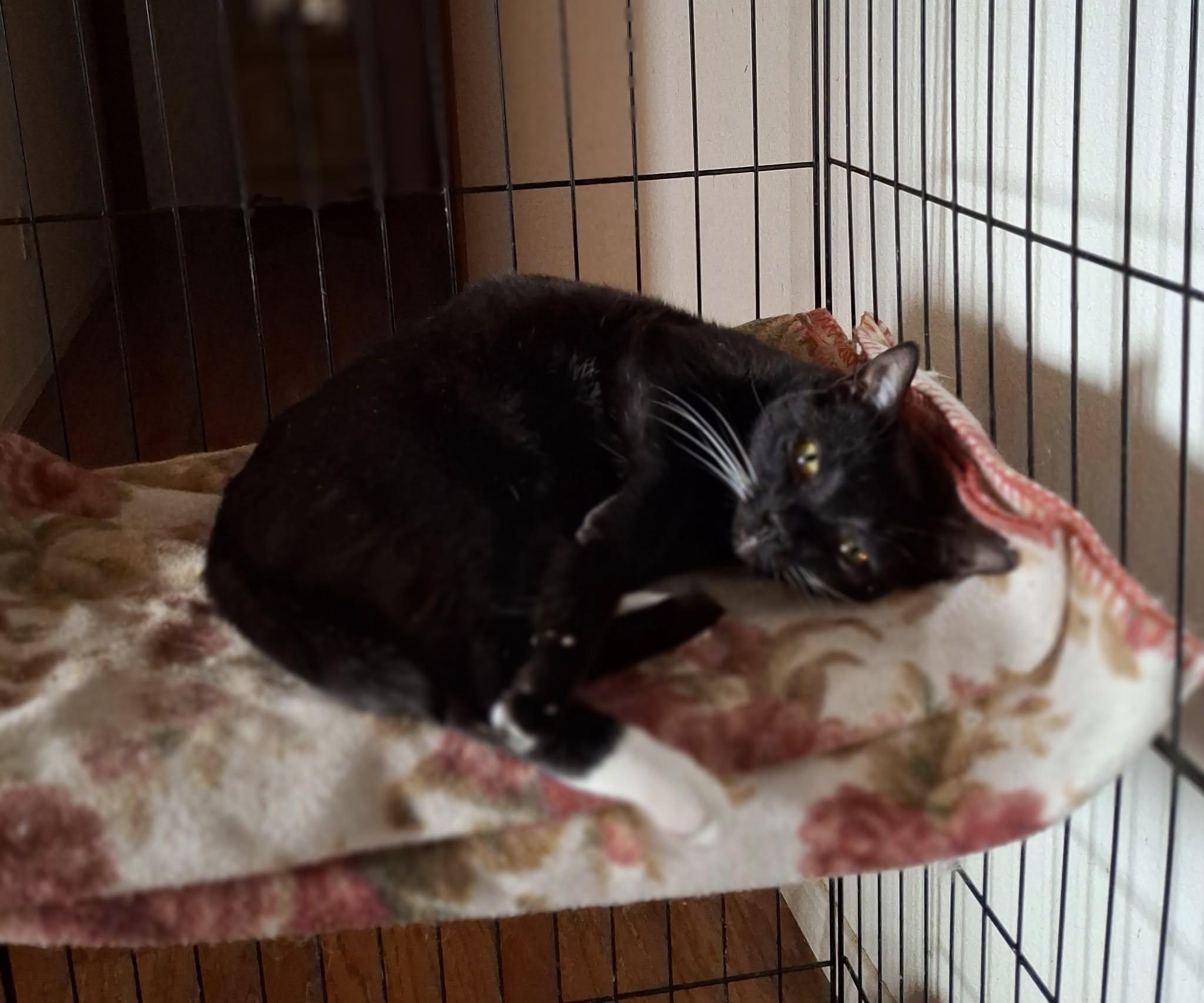 Enlarge KATNISS, a Adoptable American Shorthair in Cottonwood, CA image 3/4