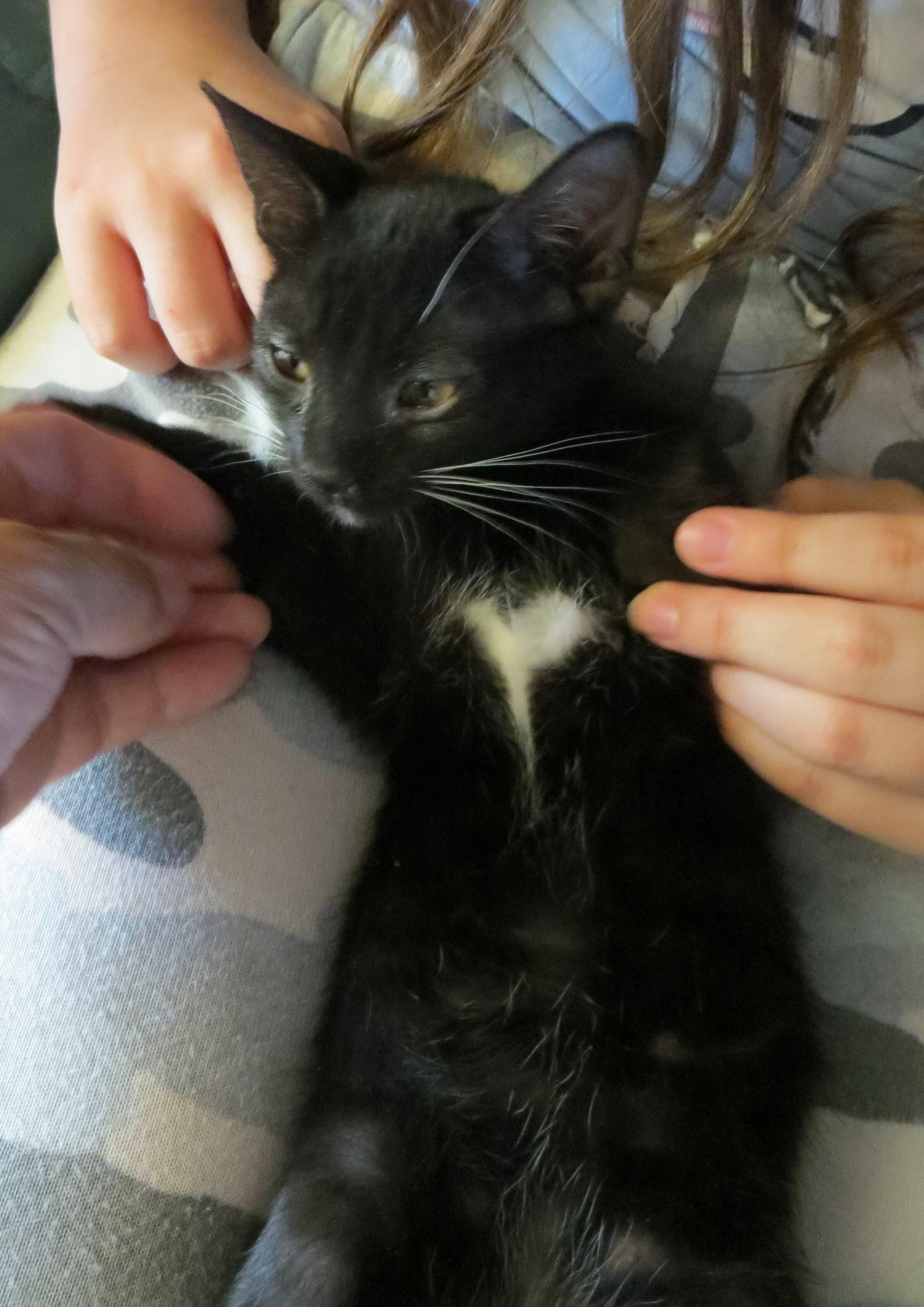 Enlarge KATNISS, a Adoptable American Shorthair in Cottonwood, CA image 4/4
