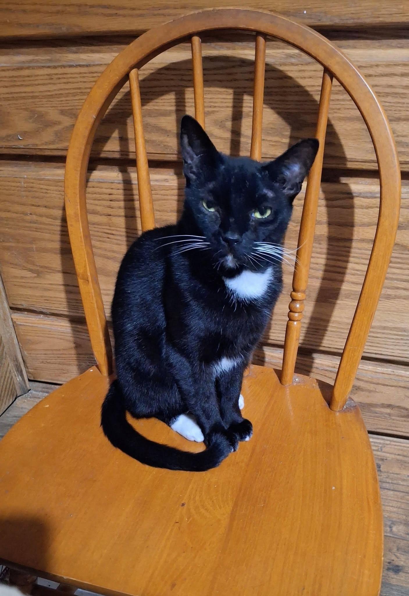 KATNISS, Adoptable, Adult Female American Shorthair.