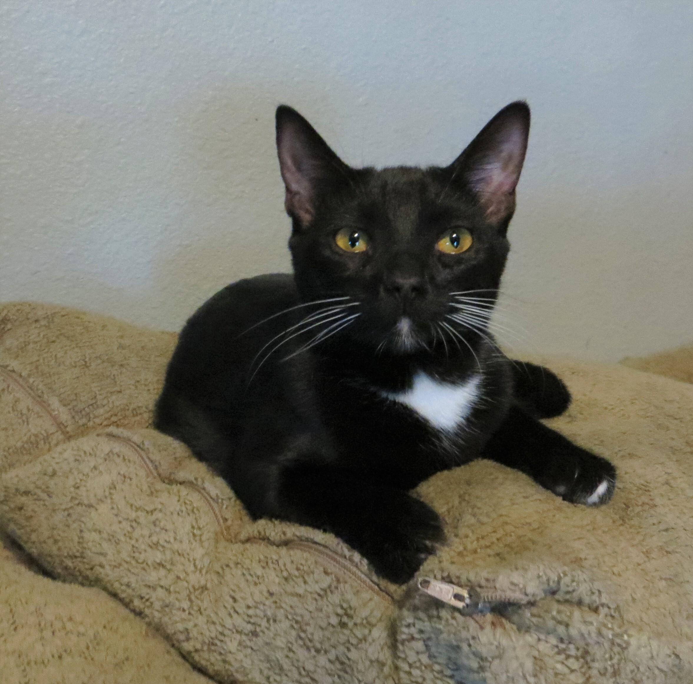 Enlarge KATNISS, a Adoptable American Shorthair in Cottonwood, CA image 1/4