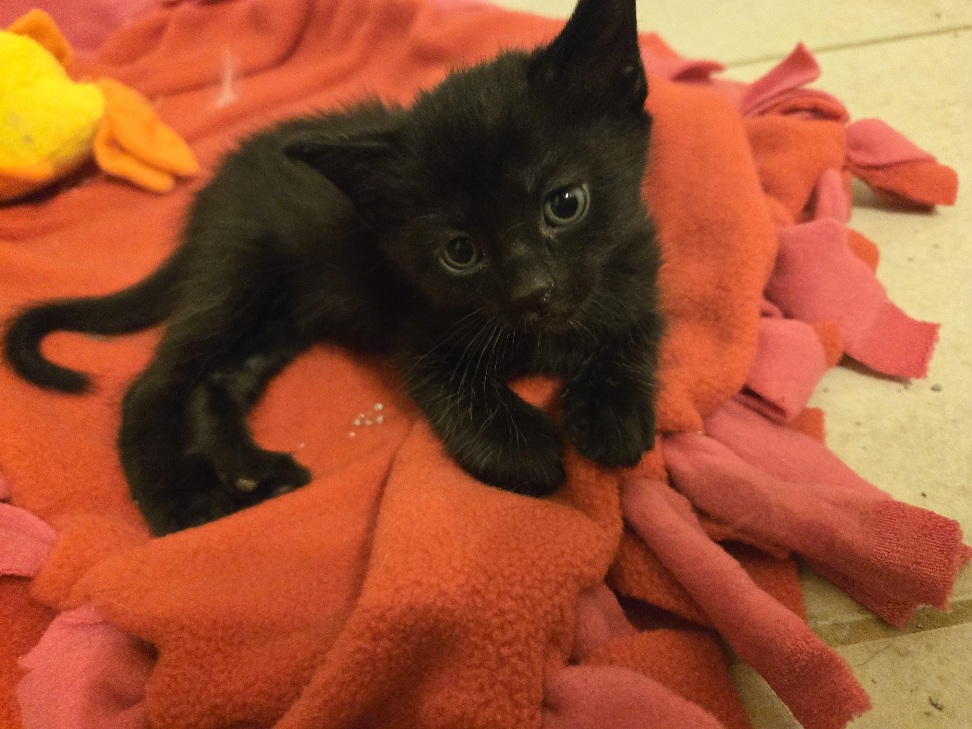 Enlarge Black male kittens, a Adoptable Domestic Short Hair in Concord, OH image 3/6