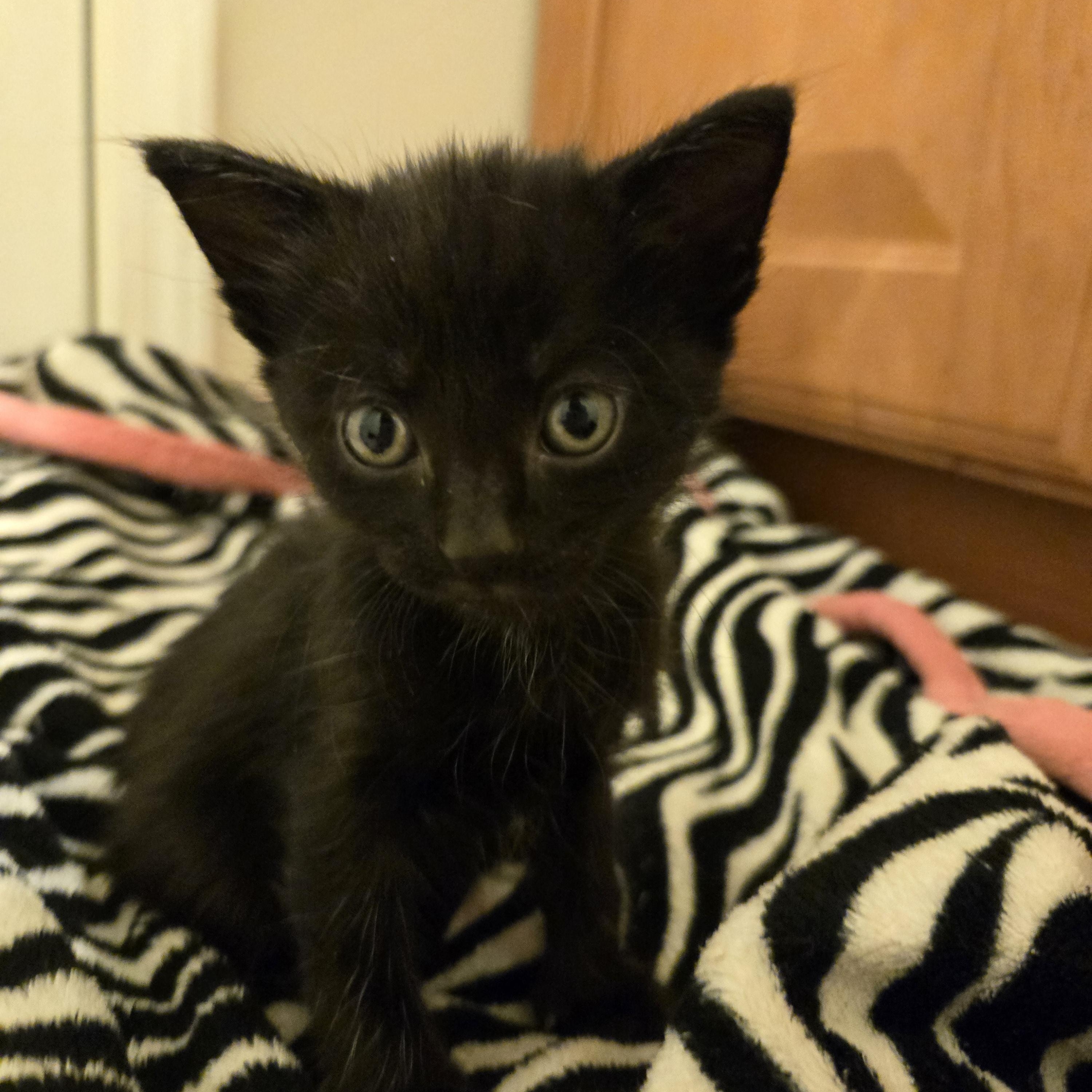 Enlarge Black male kittens, a Adoptable Domestic Short Hair in Concord, OH image 2/6