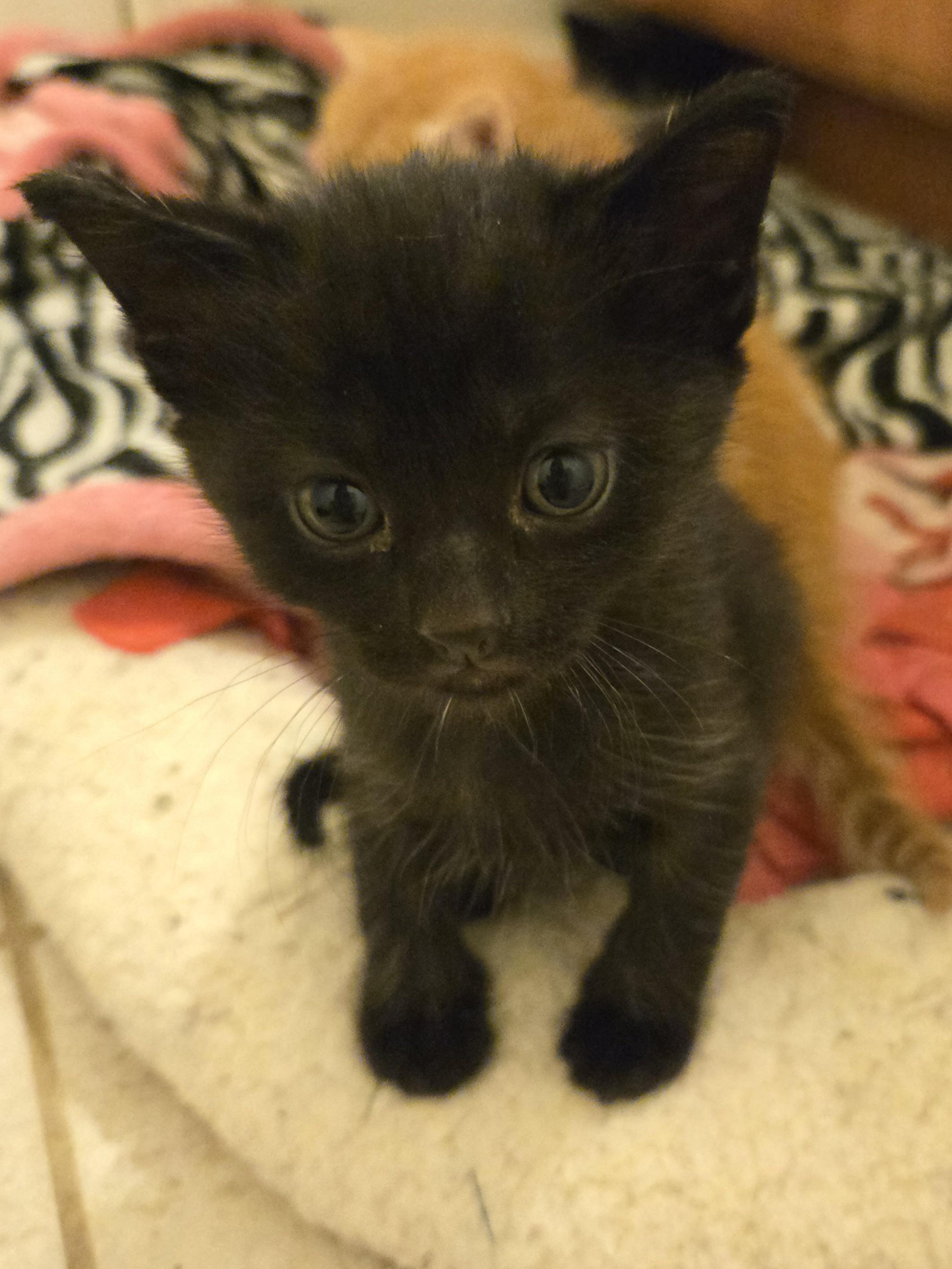 Enlarge Black male kittens, a Adoptable Domestic Short Hair in Concord, OH image 6/6
