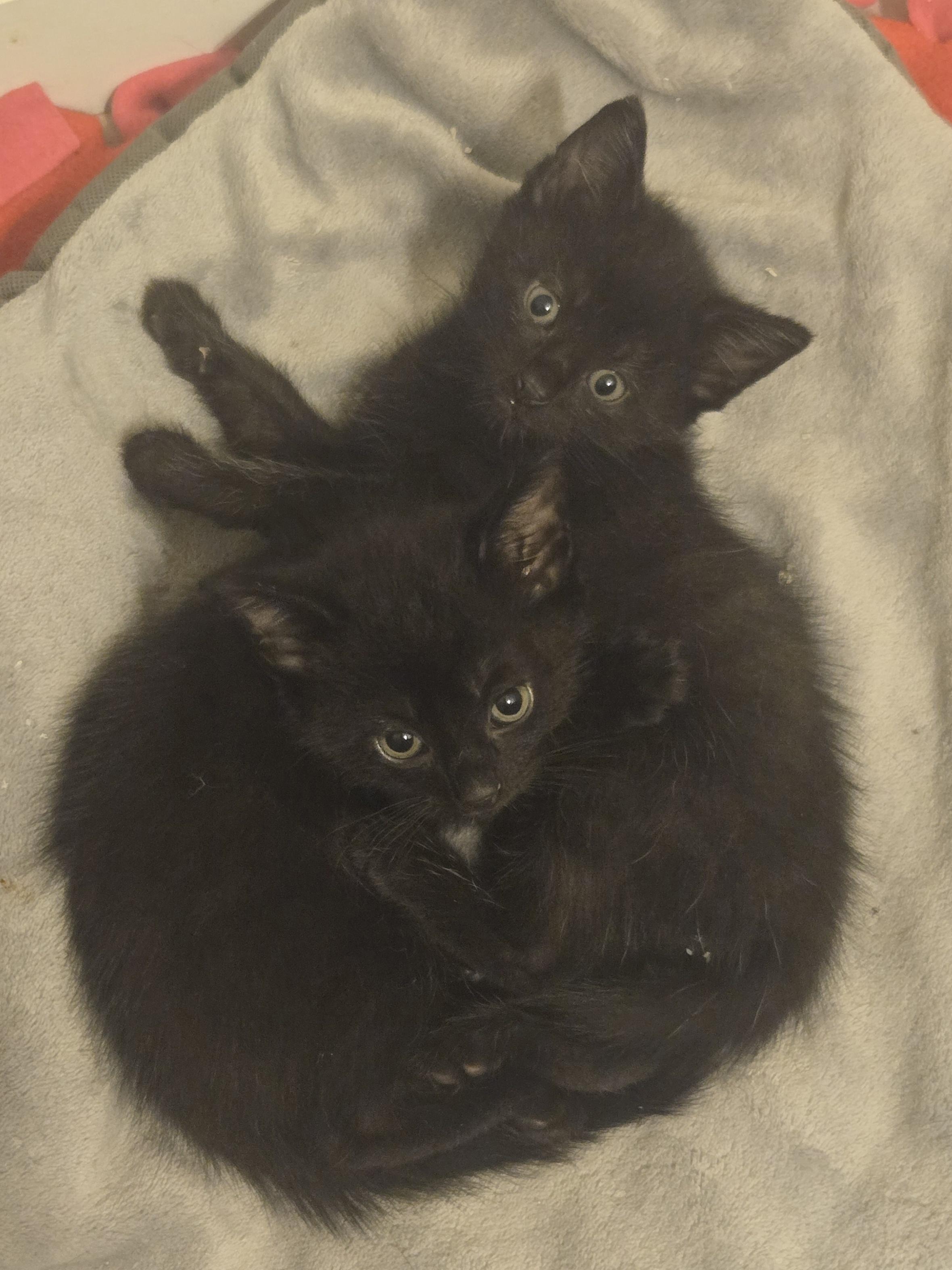 Enlarge Black male kittens, a Adoptable Domestic Short Hair in Concord, OH image 5/6