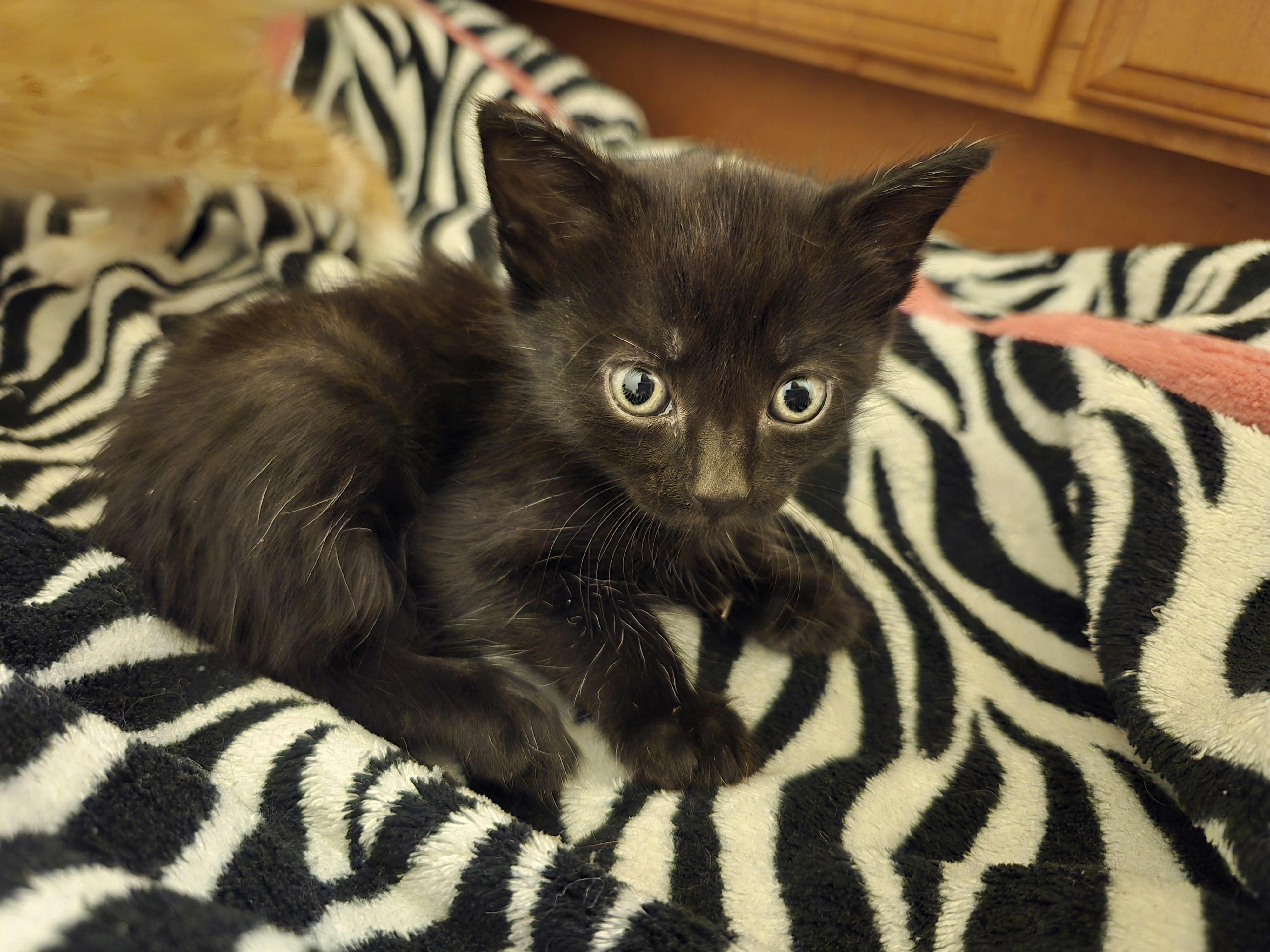 Black male kittens, Adoptable, Kitten Male Domestic Short Hair.