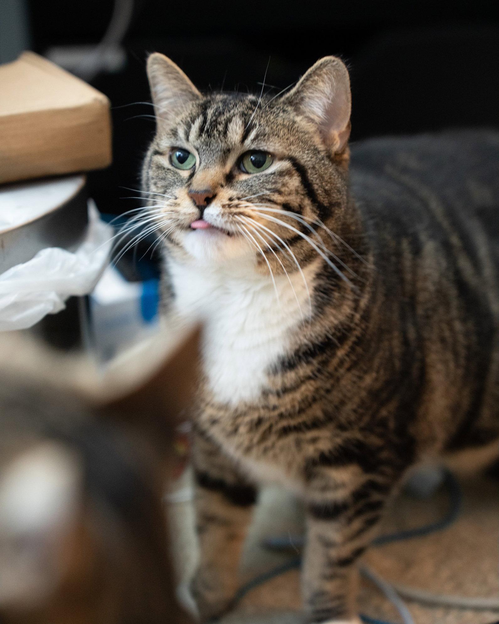 Risotto, Adoptable, Young Female Domestic Short Hair.