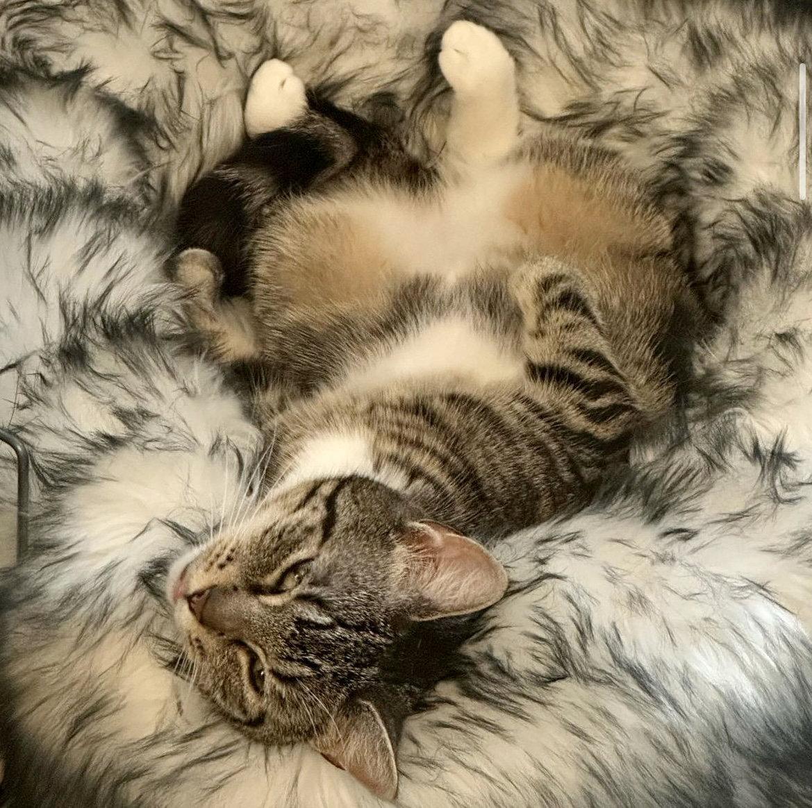 Enlarge Risotto, a Adoptable Domestic Short Hair in Brooklyn, NY image 2/3