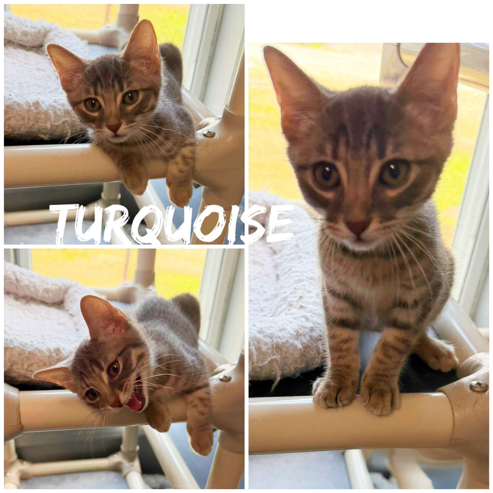 Turquoise, ADOPTABLE, Young Male Domestic Short Hair.