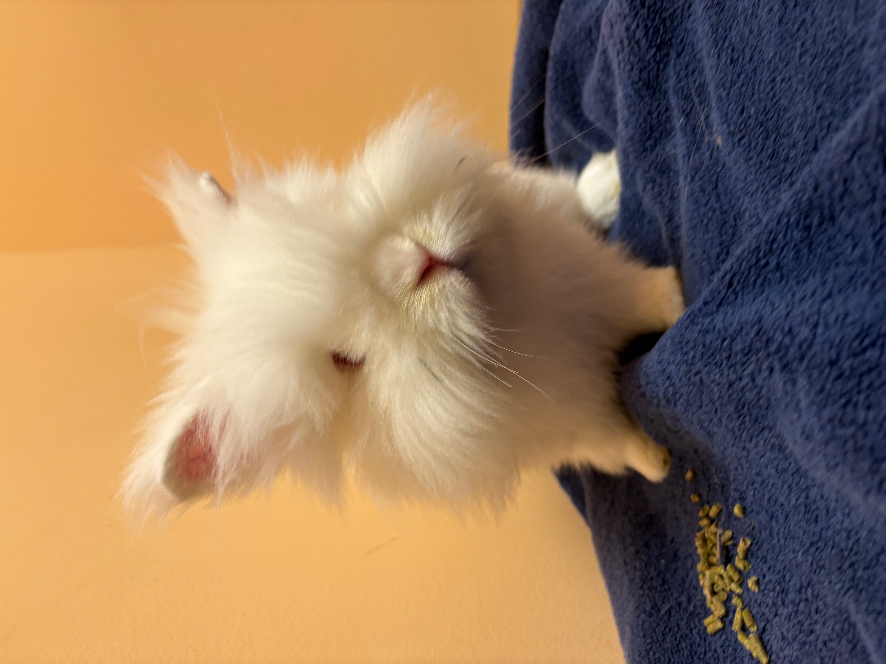 Rabbit for adoption Big Lou, a Dwarf & Lionhead Mix in Forest Hills