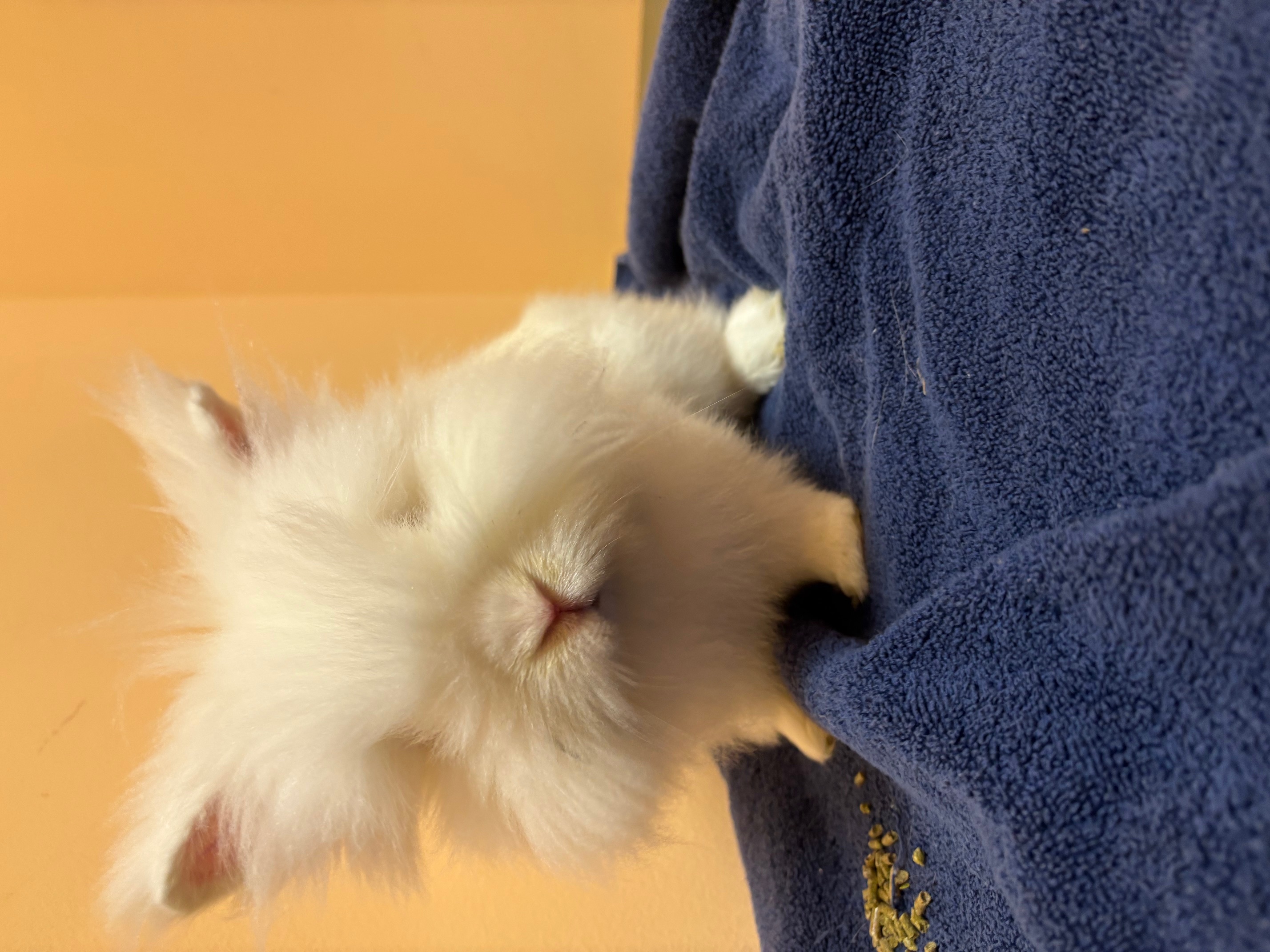 Rabbit for adoption Big Lou, a Dwarf & Lionhead Mix in Forest Hills