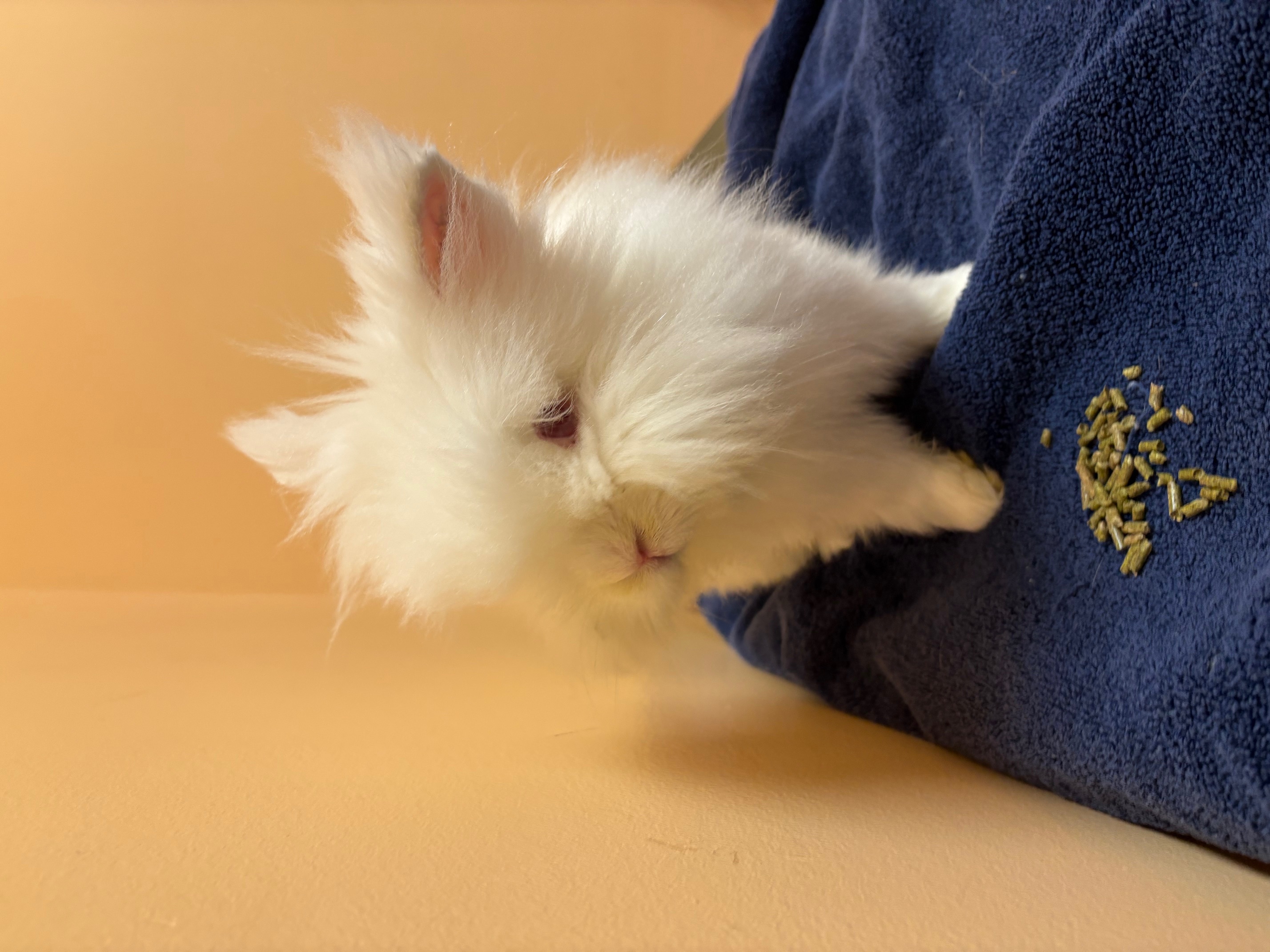 Rabbit for adoption Big Lou, a Dwarf & Lionhead Mix in Forest Hills