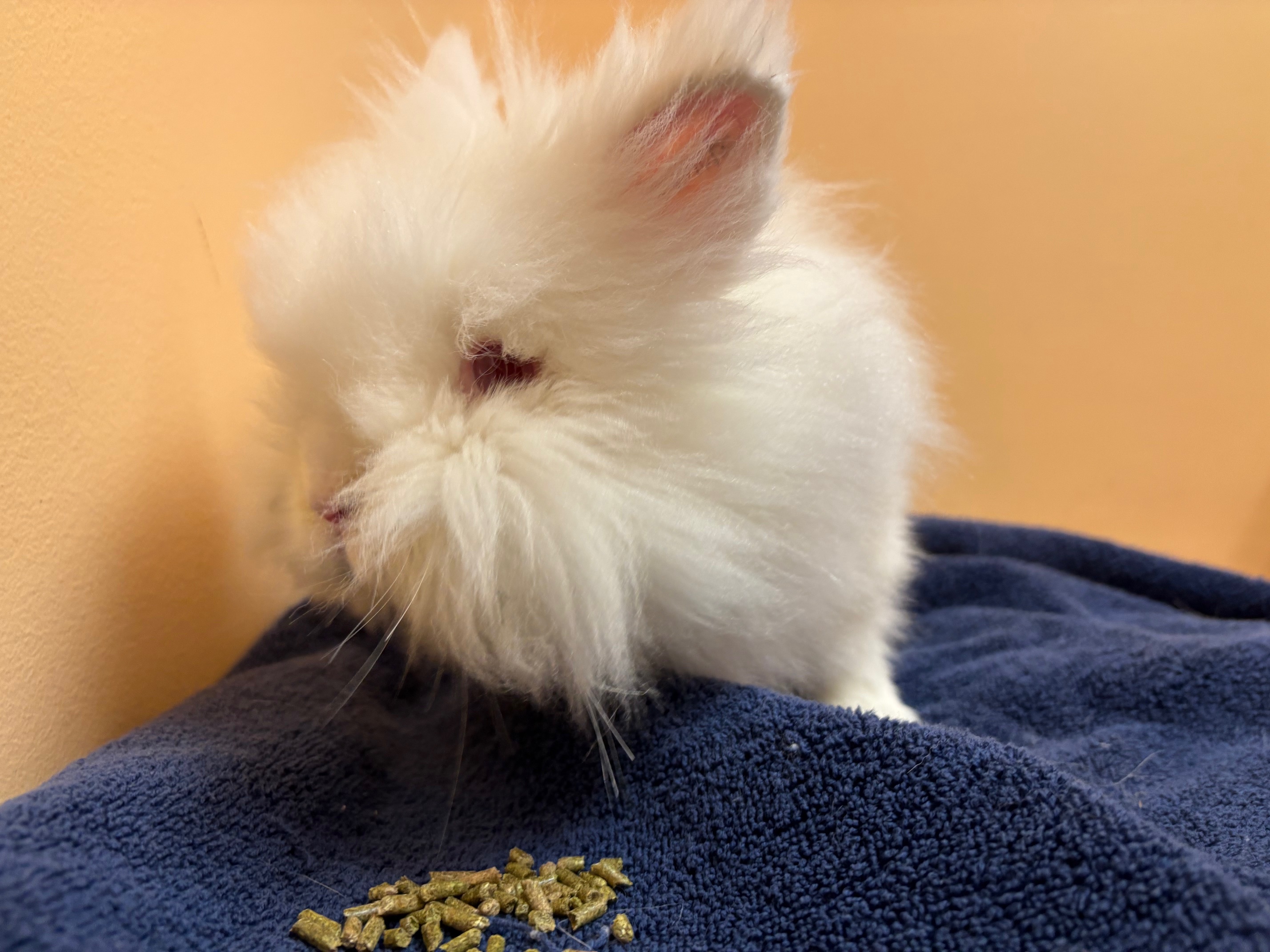Rabbit for adoption Big Lou, a Dwarf & Lionhead Mix in Forest Hills
