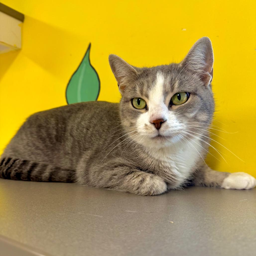 Rosemary, Adoptable, Adult Female Domestic Short Hair.