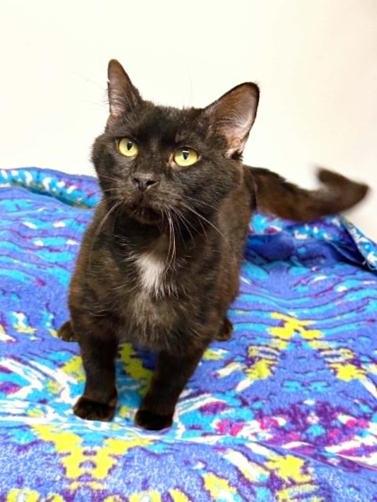 Sal, a Adoptable mixed breed in Effingham, IL image 1/3