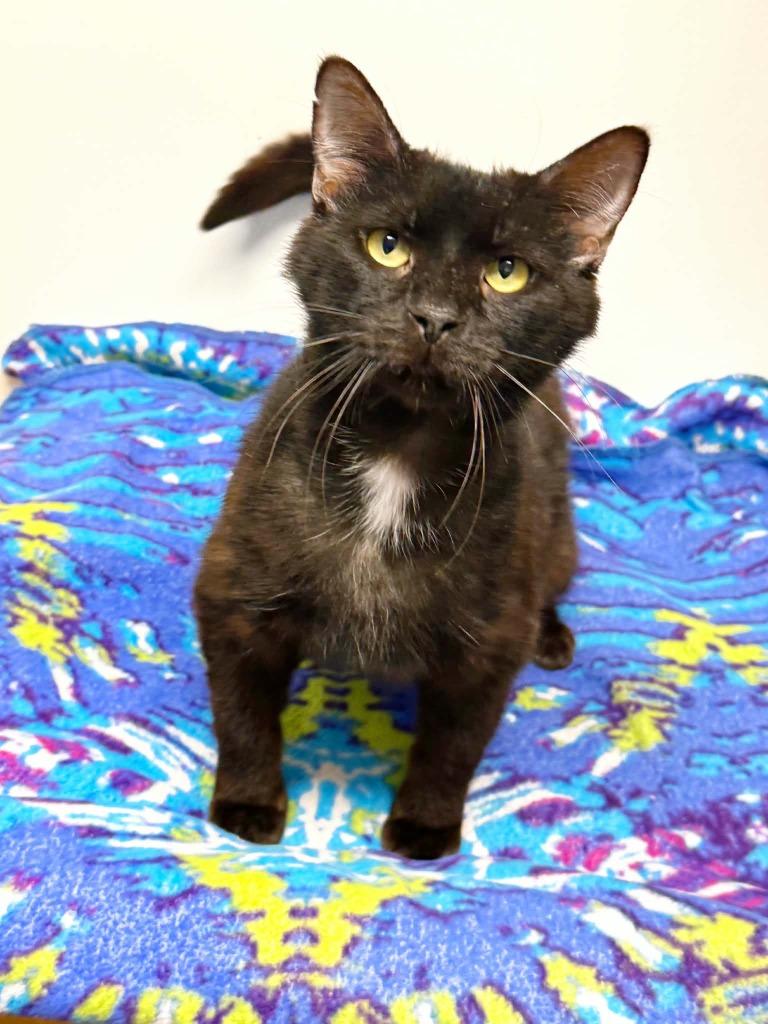 Sal, a Adoptable mixed breed in Effingham, IL image 2/3