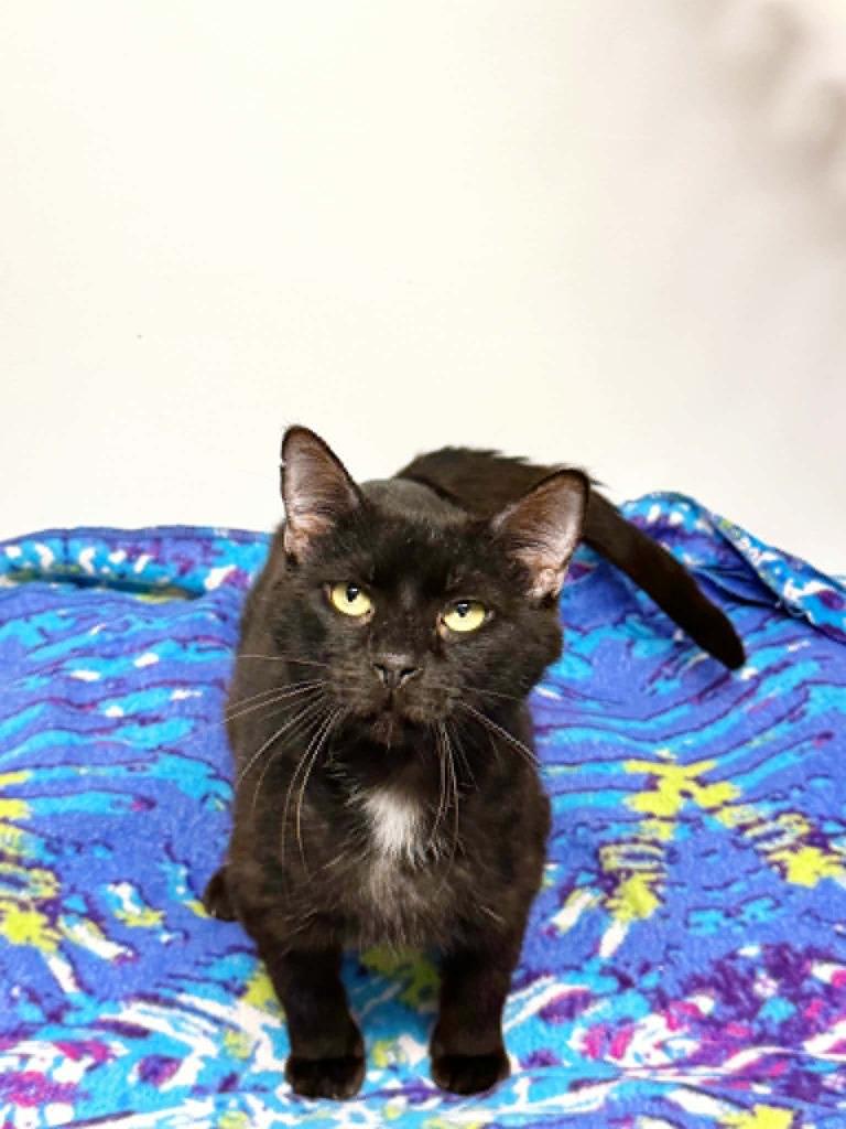Sal, a Adoptable mixed breed in Effingham, IL image 3/3
