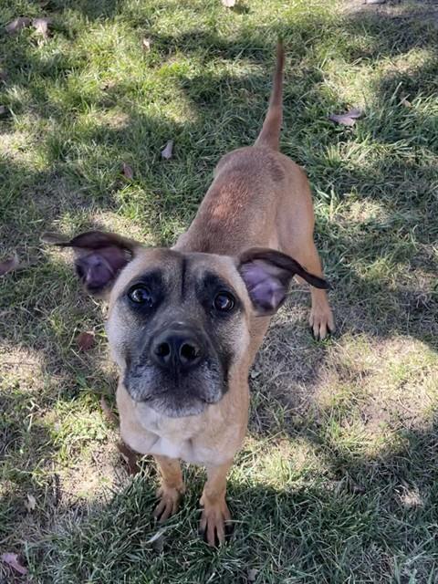 SWEETIE, Adoptable, Adult Female Boxer & Mixed Breed.