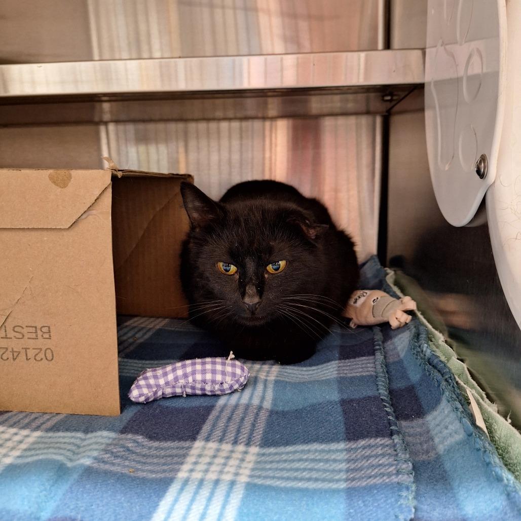 Enlarge Tyson Chicken, a Adoptable Domestic Short Hair in Delaware, OH image 1/3