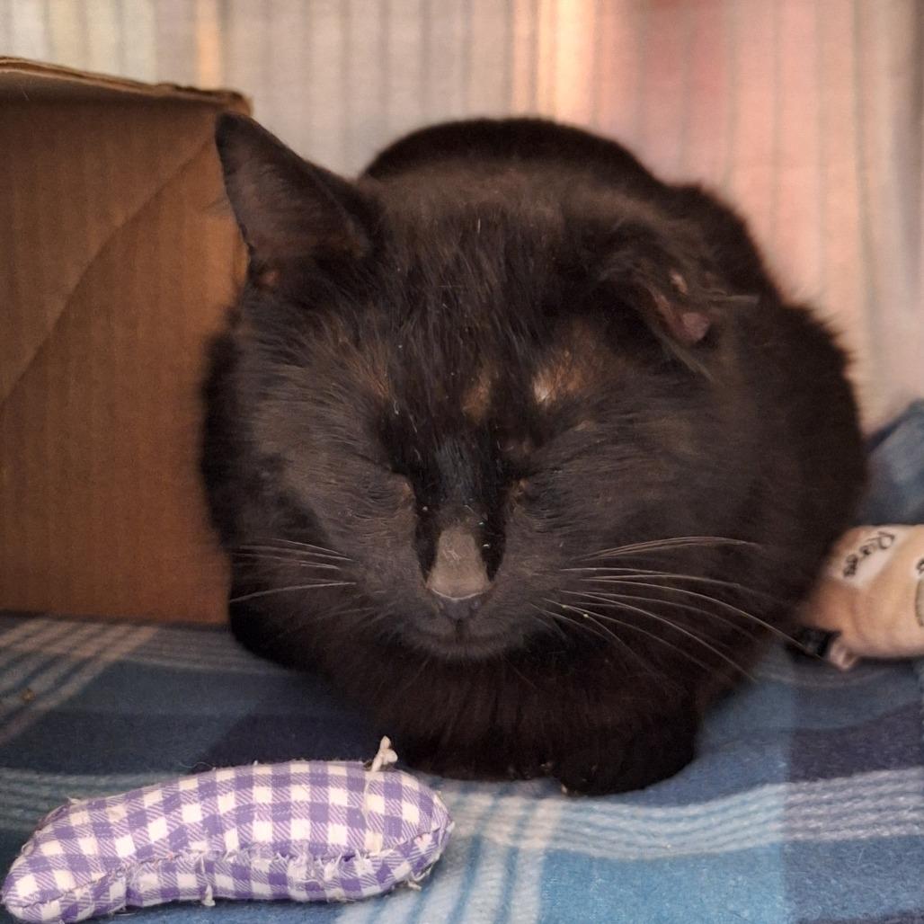 Enlarge Tyson Chicken, a Adoptable Domestic Short Hair in Delaware, OH image 2/3