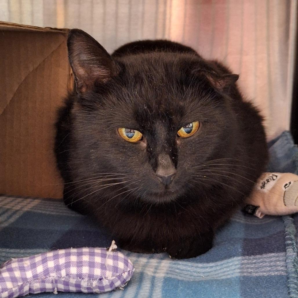 Enlarge Tyson Chicken, a Adoptable Domestic Short Hair in Delaware, OH image 3/3