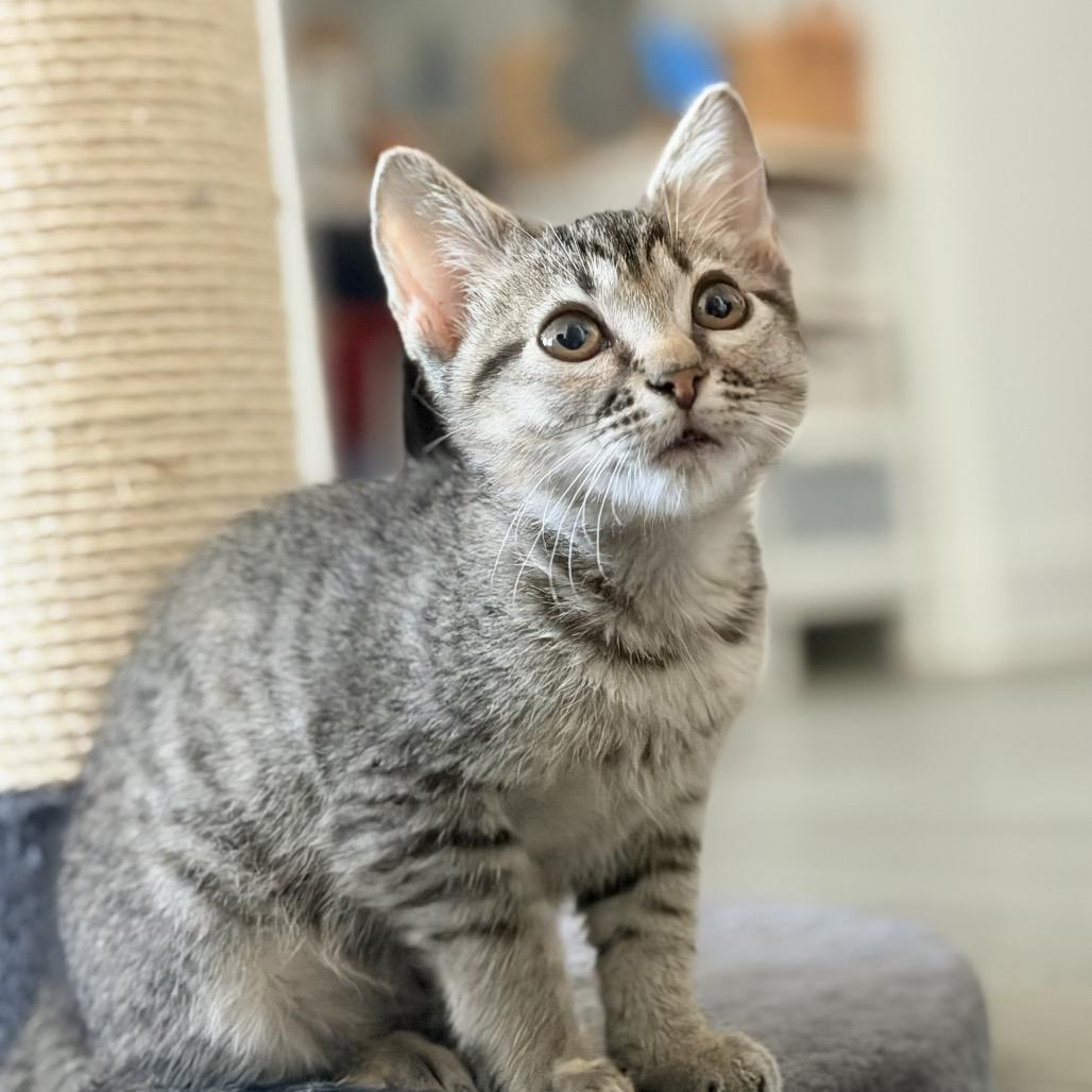 Willow, Adoptable, Kitten Female Domestic Short Hair.
