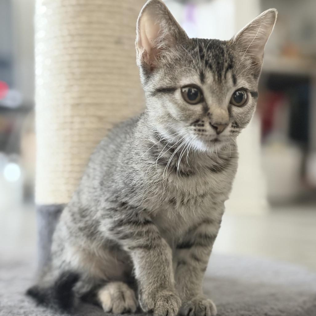 Enlarge Willow, a Adoptable Domestic Short Hair in Flower Mound, TX image 2/6