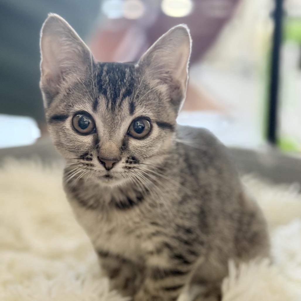 Enlarge Willow, a Adoptable Domestic Short Hair in Flower Mound, TX image 3/6