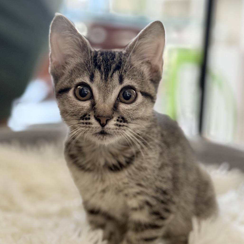 Enlarge Willow, a Adoptable Domestic Short Hair in Flower Mound, TX image 4/6