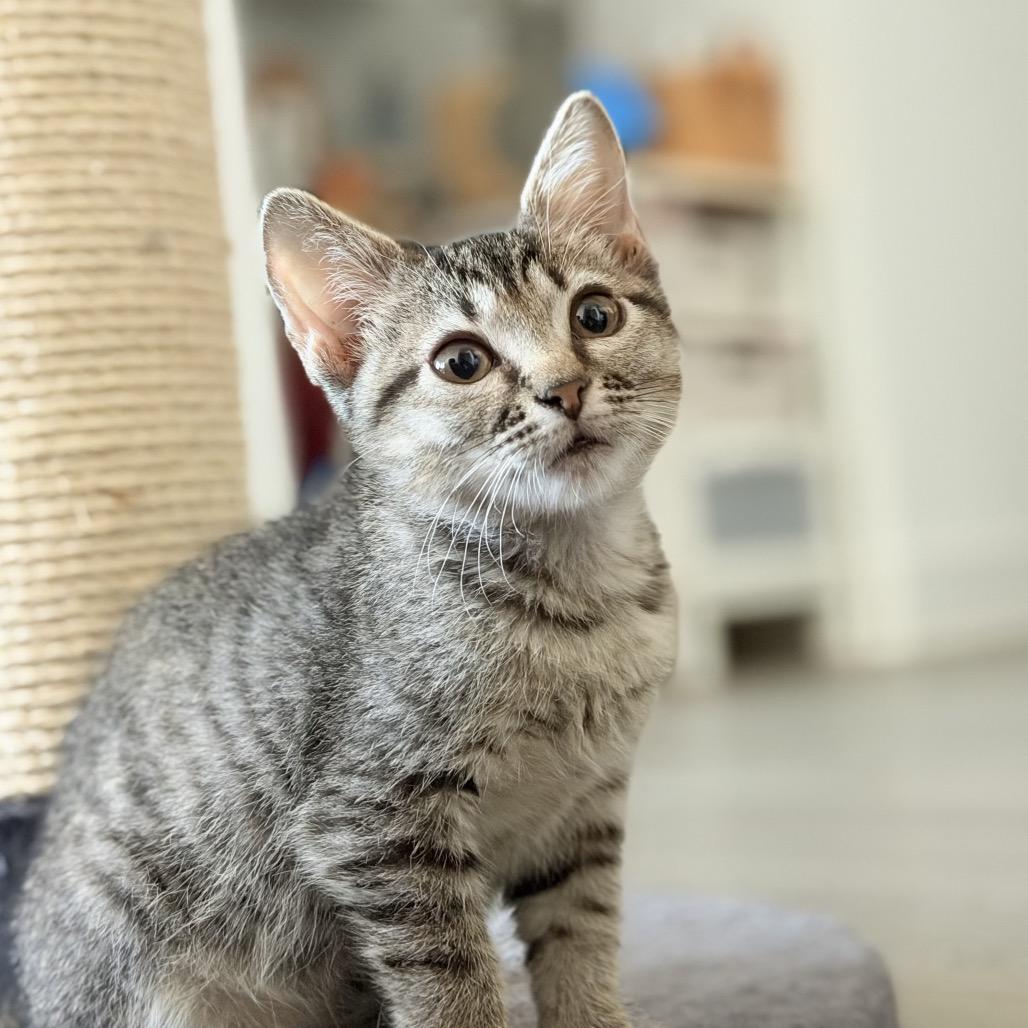 Enlarge Willow, a Adoptable Domestic Short Hair in Flower Mound, TX image 5/6