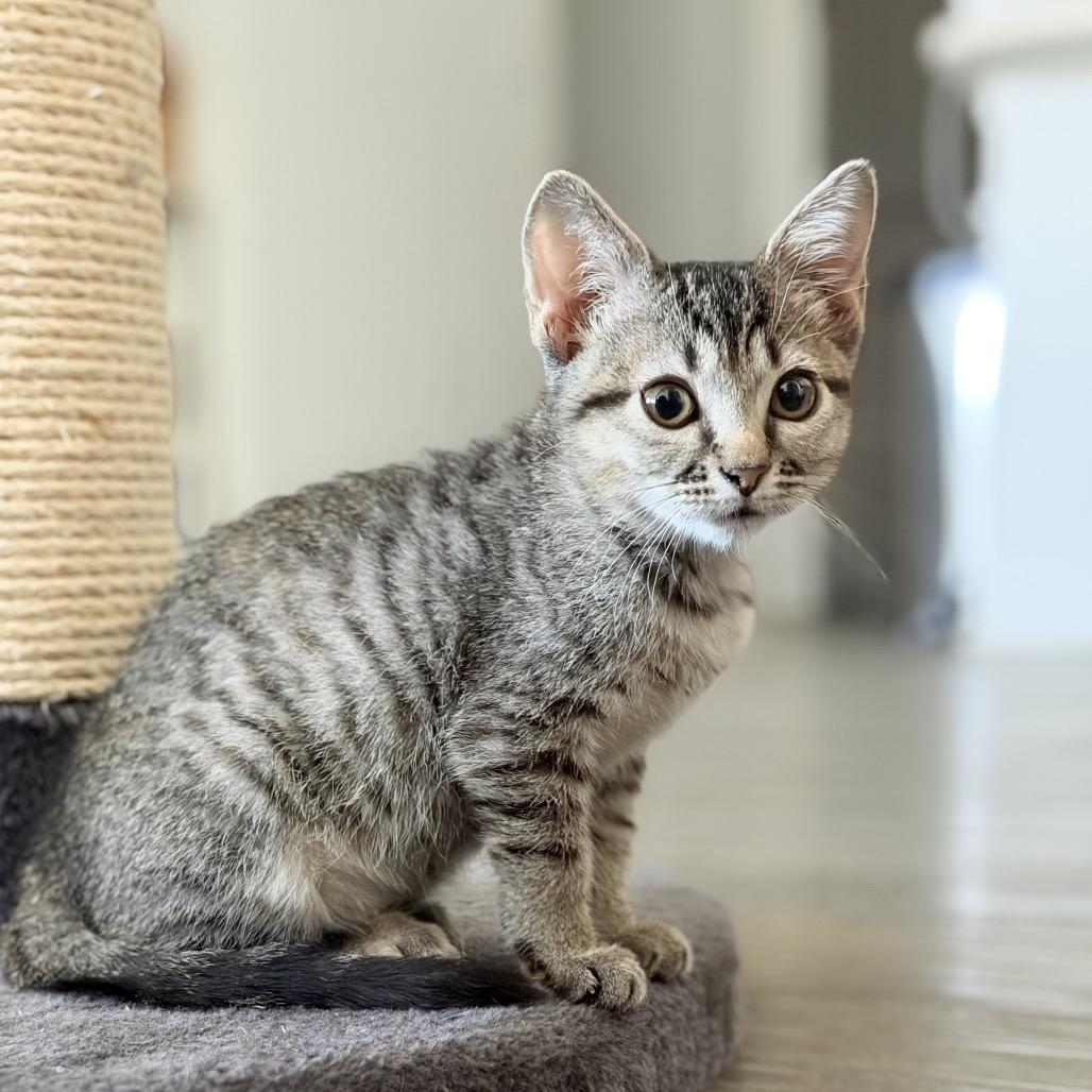 Enlarge Willow, a Adoptable Domestic Short Hair in Flower Mound, TX image 6/6