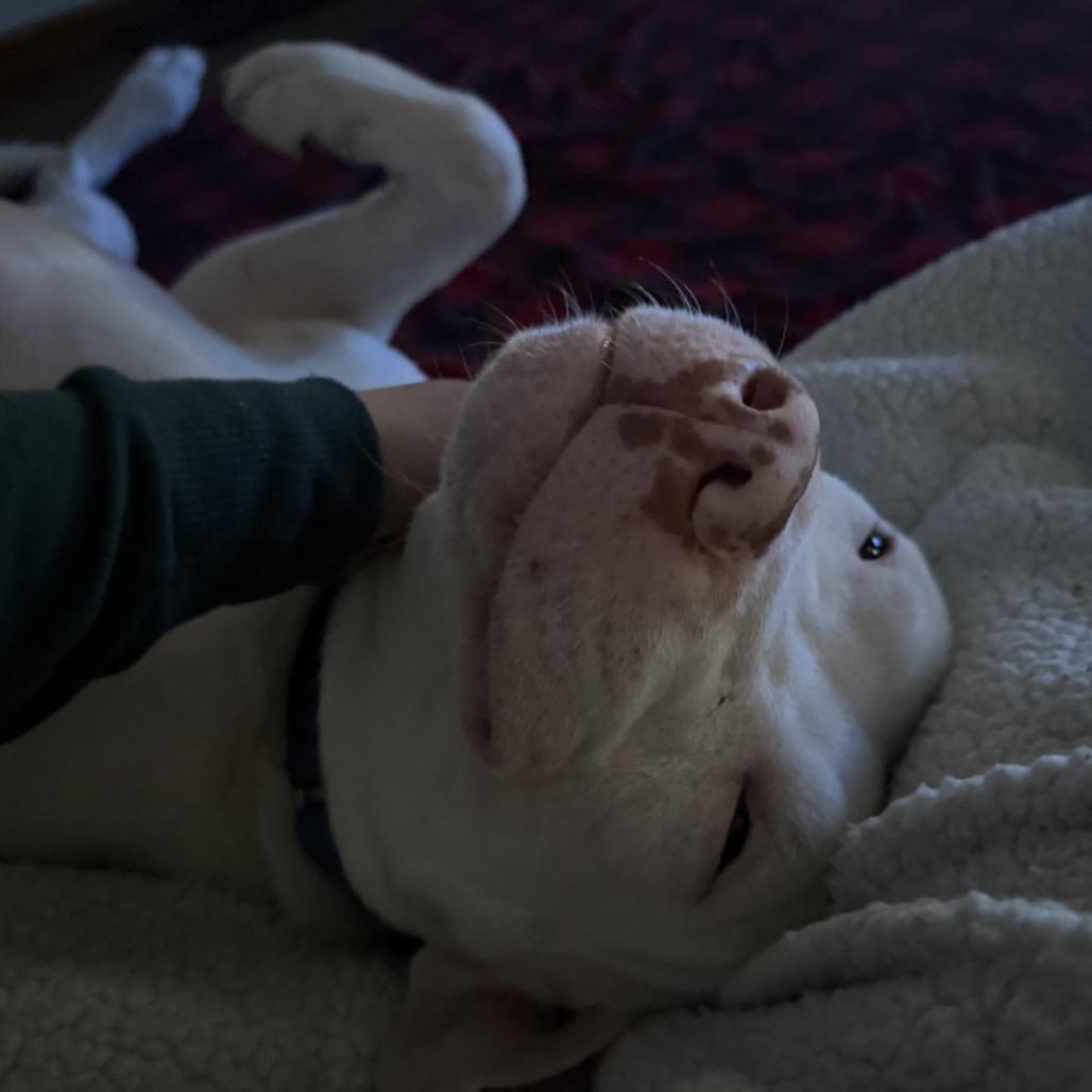 Conrad, Adoptable, Adult Male Pit Bull Terrier & Mixed Breed.