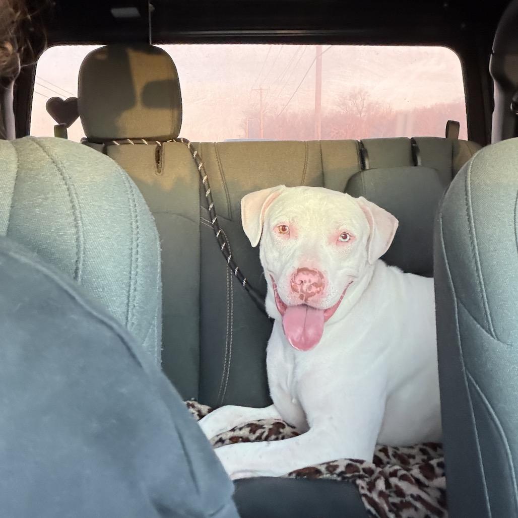 Enlarge Conrad, a Adoptable mixed breed in Vineland, NJ image 2/4