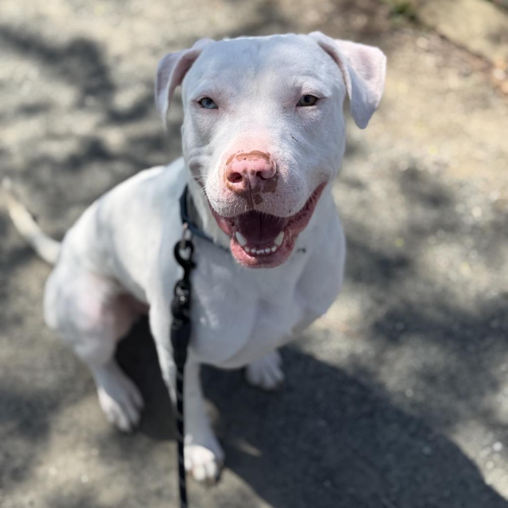 Enlarge Conrad, a Adoptable mixed breed in Vineland, NJ image 3/4
