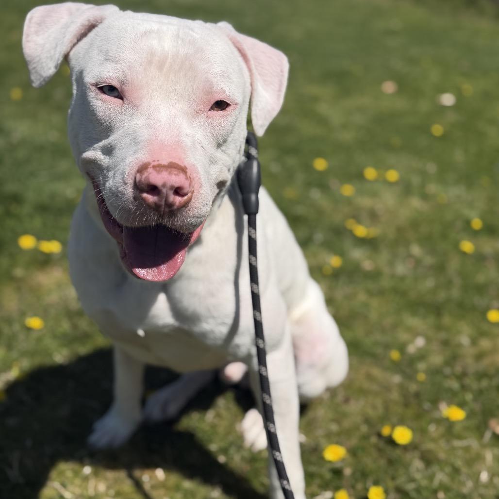 Enlarge Conrad, a Adoptable mixed breed in Vineland, NJ image 4/4