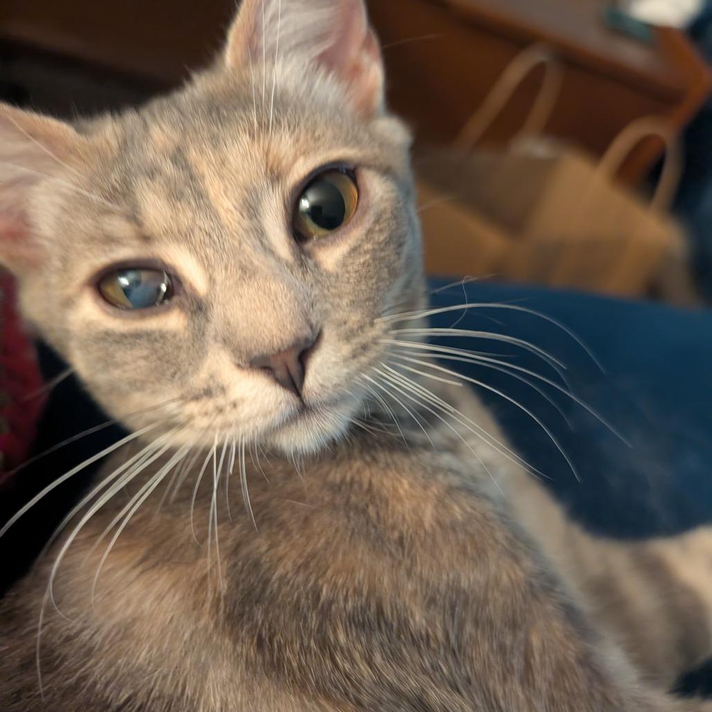 Enlarge Stella, a Adoptable Domestic Short Hair in Fairfax Station, VA image 1/2
