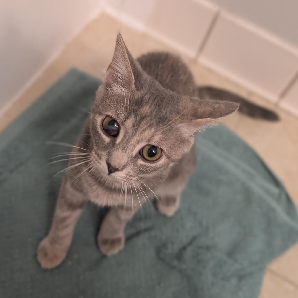 Enlarge Stella, a Adoptable Domestic Short Hair in Fairfax Station, VA image 2/2