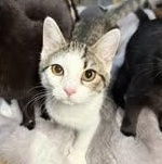 Pumpkin, ADOPTABLE, Kitten Female Domestic Short Hair.