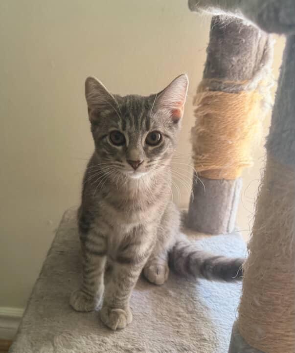 Enlarge Gazpacho, a Adoptable Domestic Short Hair in Red Hook, NY image 5/5