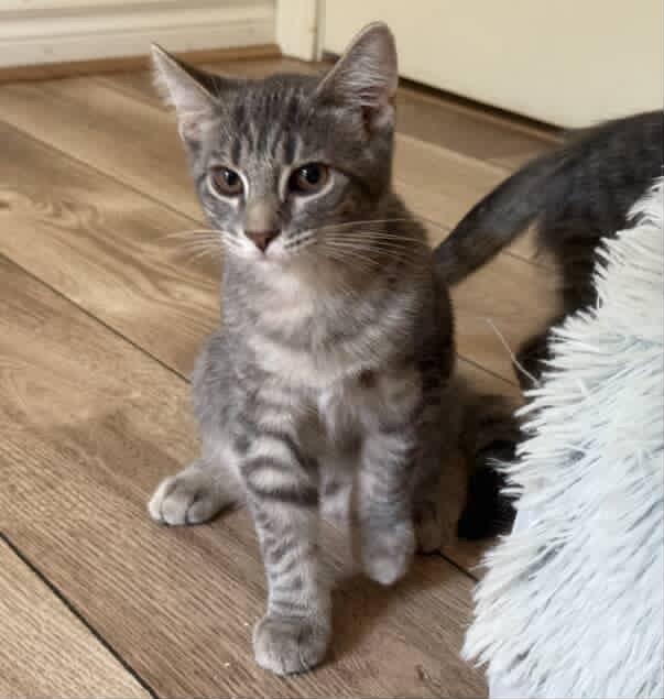 Enlarge Gazpacho, a Adoptable Domestic Short Hair in Red Hook, NY image 2/5