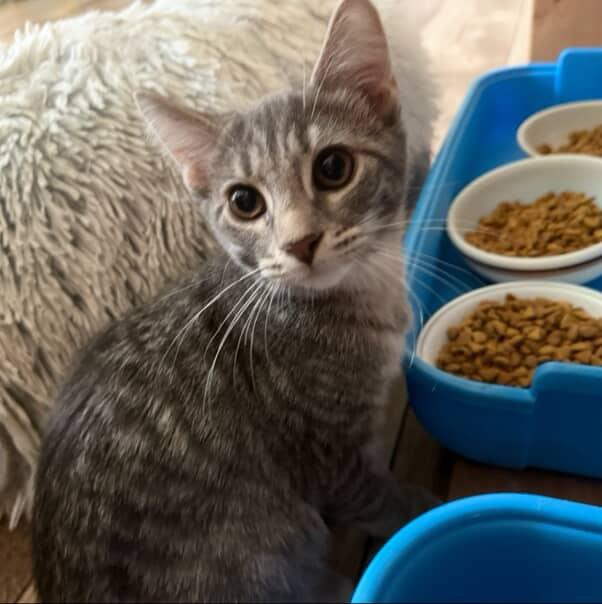 Enlarge Gazpacho, a Adoptable Domestic Short Hair in Red Hook, NY image 4/5