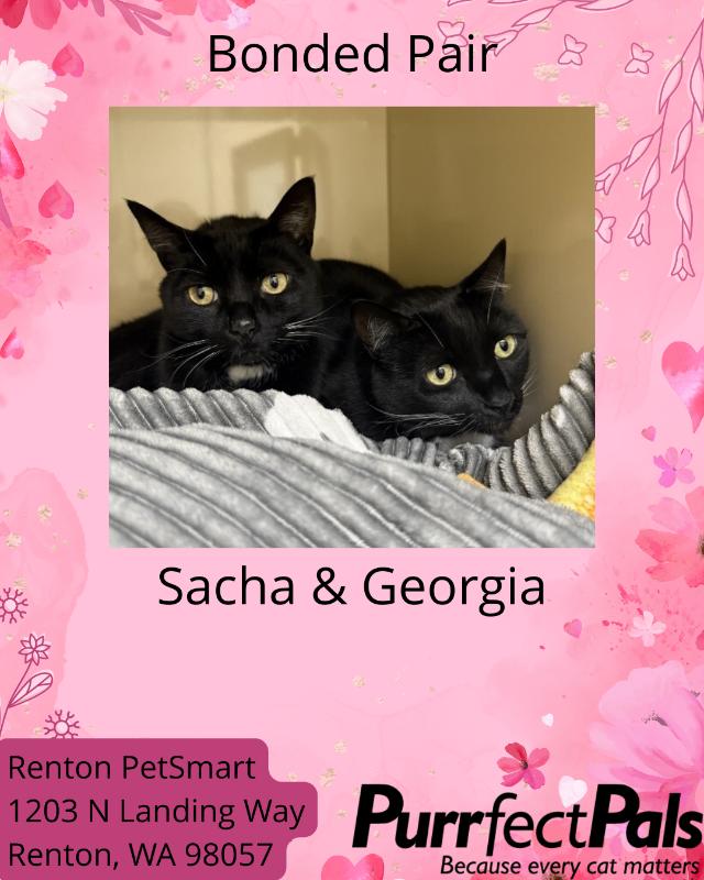 Sacha, Adoptable, Adult Female Domestic Short Hair.