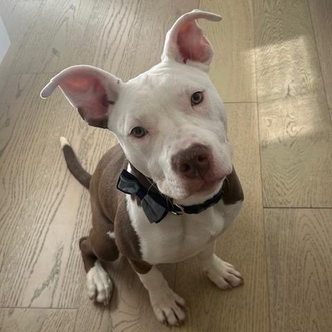 Donny Marsupial, Adoptable, Young Male Pit Bull Terrier.