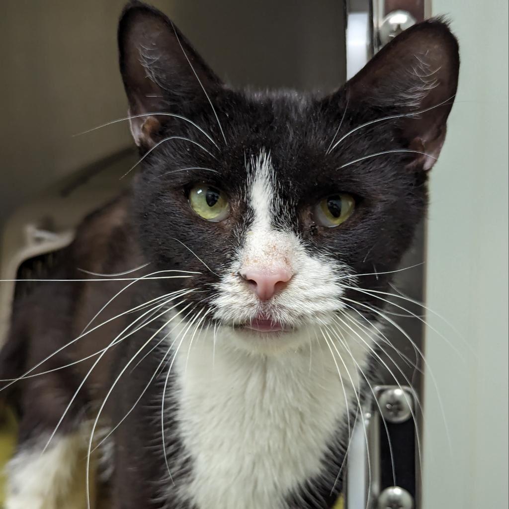 Enlarge Cremini, a Adoptable Domestic Short Hair in New Castle, DE image 1/2