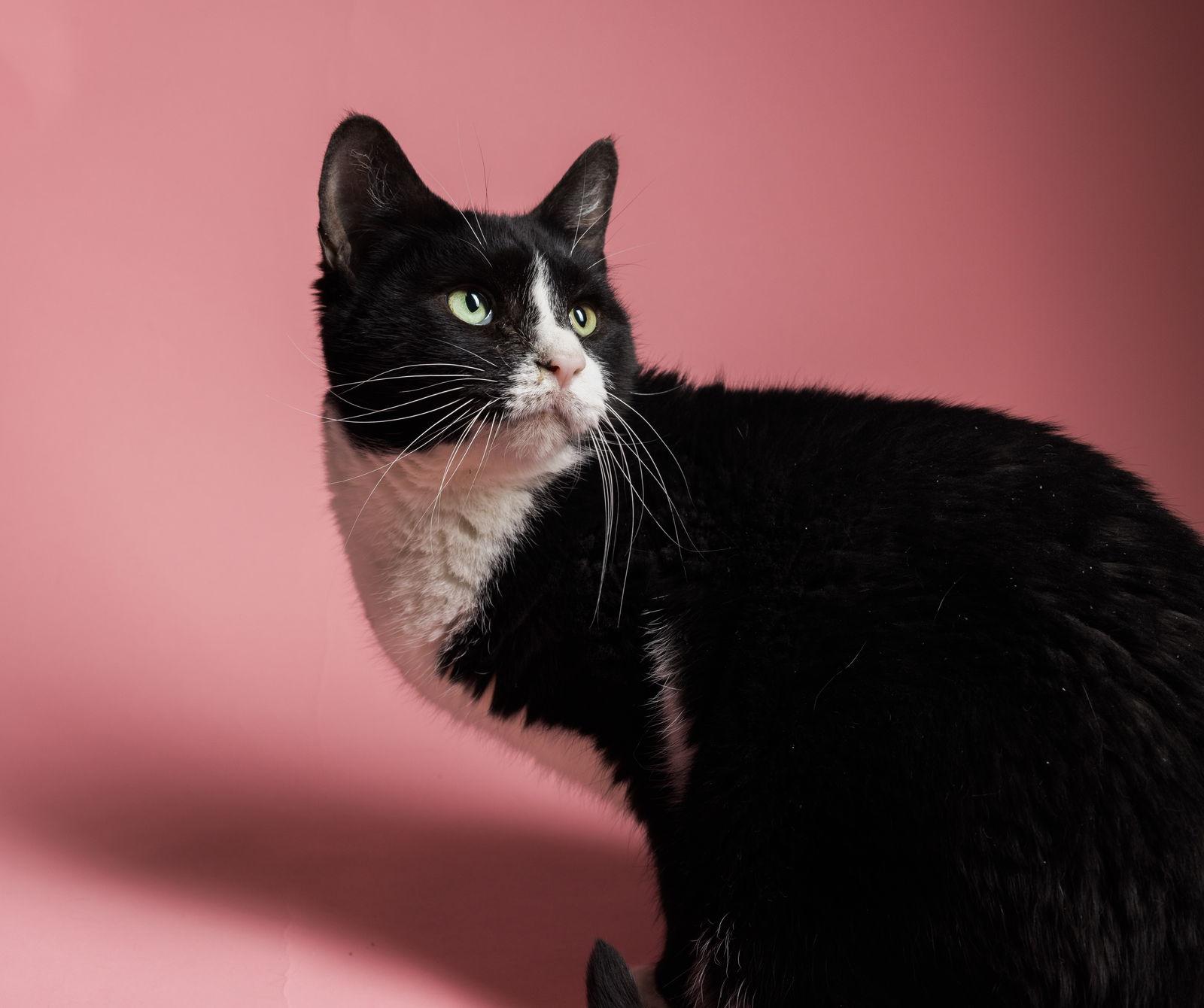 Enlarge Cremini, a Adoptable Domestic Short Hair in New Castle, DE image 2/2