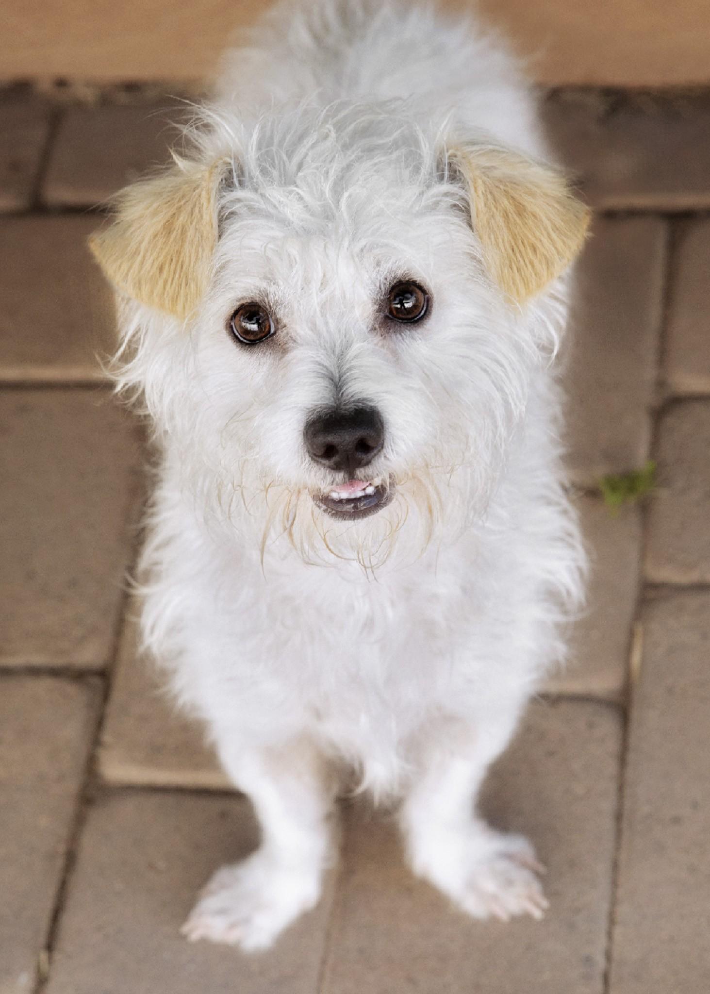 Clyde, adopted, Adult Male Terrier.