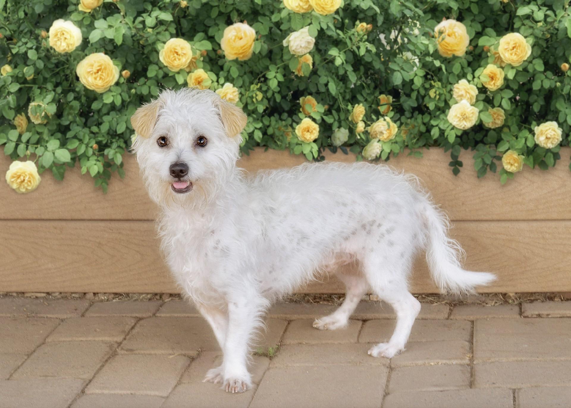 Enlarge Clyde, an adopted mixed breed in El Cajon, CA image 2/2