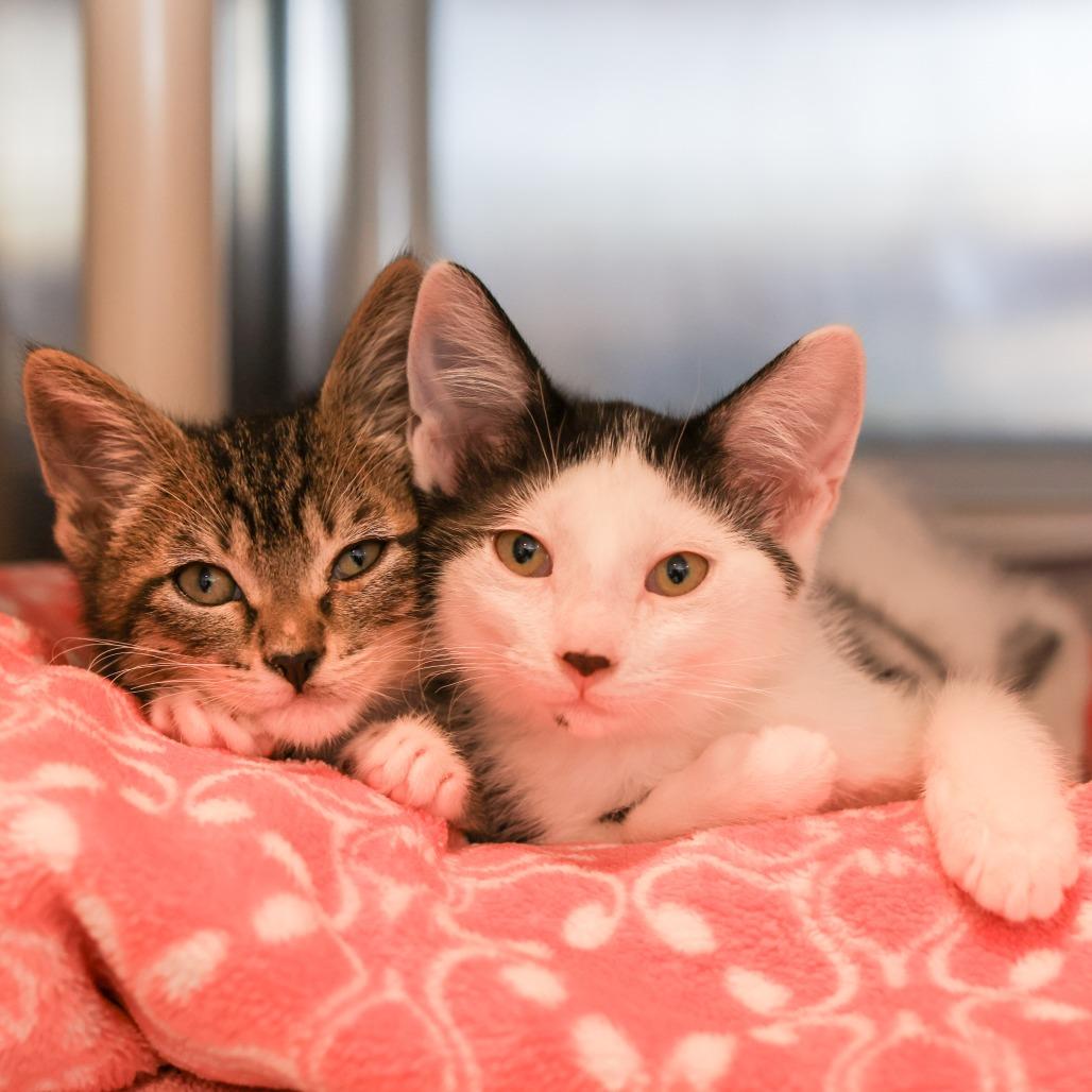 Bronte — thumbnail 2