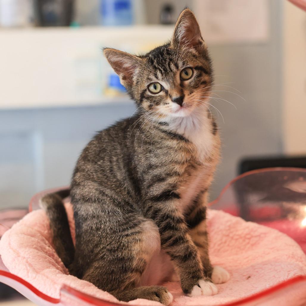 Bronte — thumbnail 3