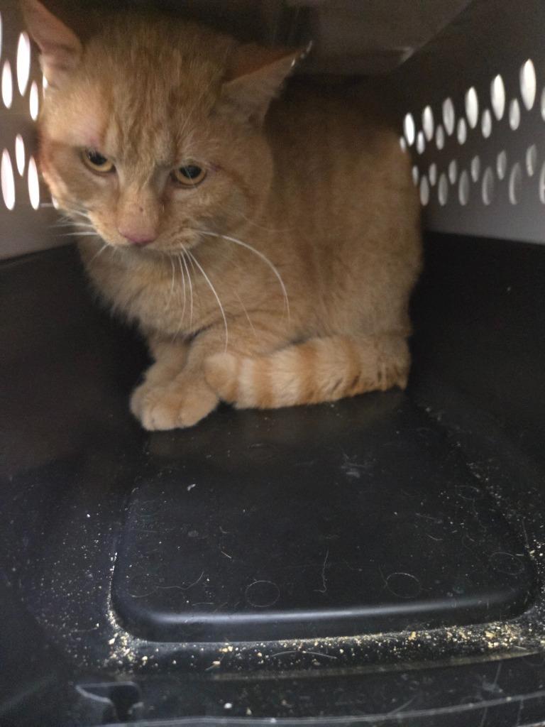 Nubster, Adoptable, Adult Male Domestic Medium Hair.